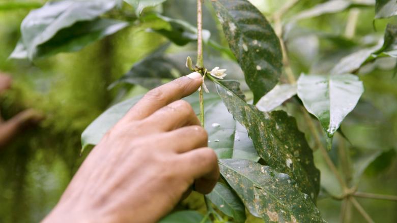 Map pointing at wild coffee flower at Kafa Biospheree