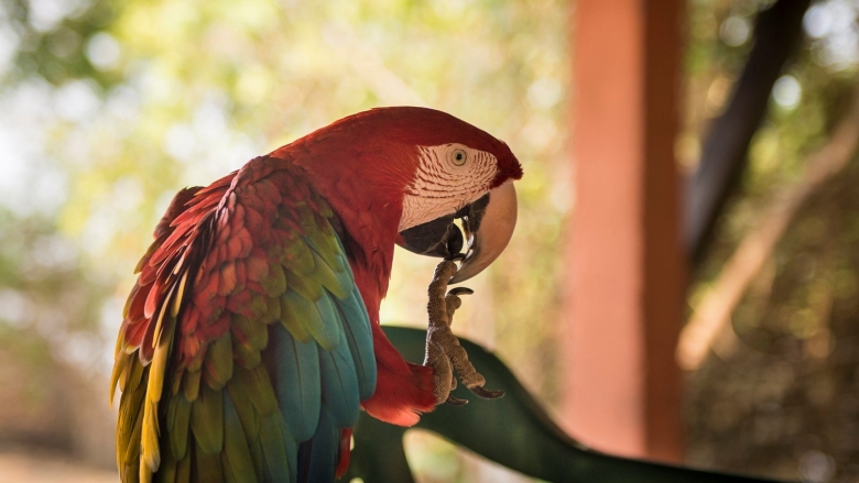 A Parrot cleaning his beek