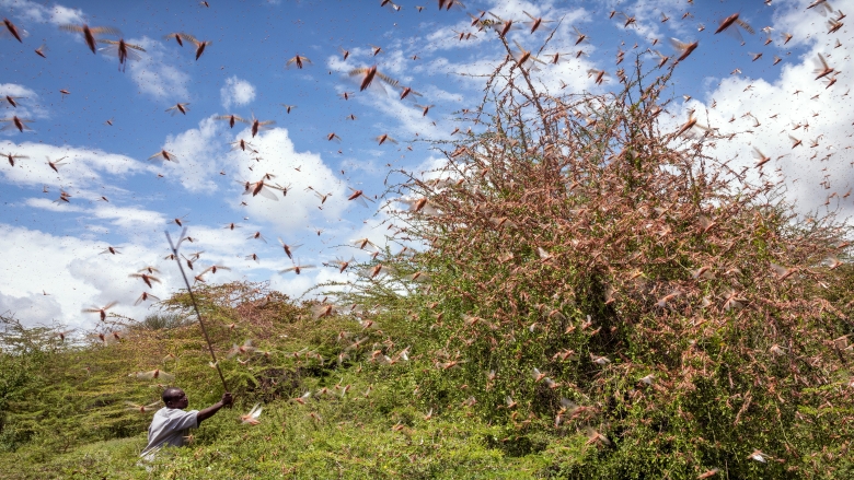 The Locust Crisis and the World Bank Group