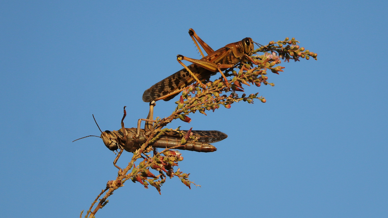 Locust for Food and Feed (Part I)