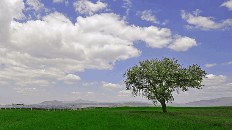 Green field with a tree