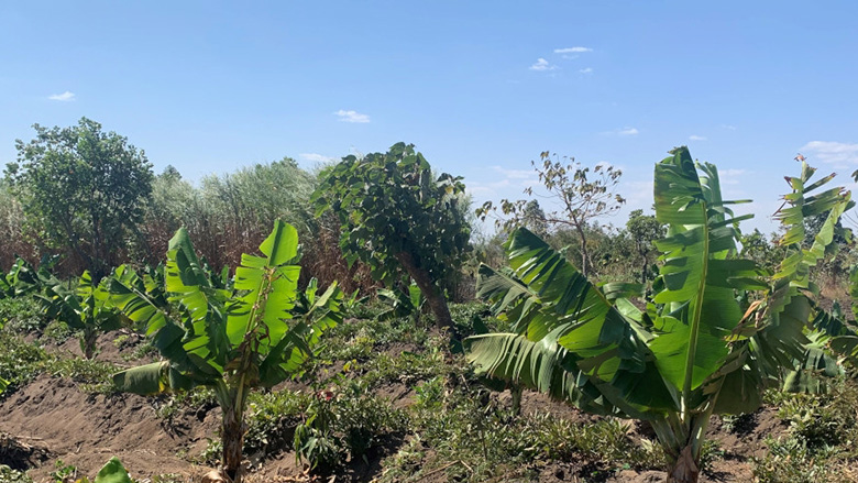 Banana and potato field