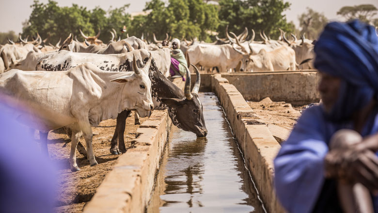 As they move, herders water their herds at collective water points. They own on average 200 to 500 head of livestock. Considering that a goat or sheep consumes 5 liters of water per day on average, a cow, 25 liters, and a camel, up to 30 liters, this can create tensions with sedentary populations on sharing water. © Vincent Tremeau/World Bank. 