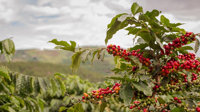 tree with coffee cherries