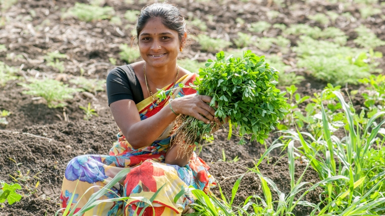 Woman farmer plucking fenugreek vegetable in a field