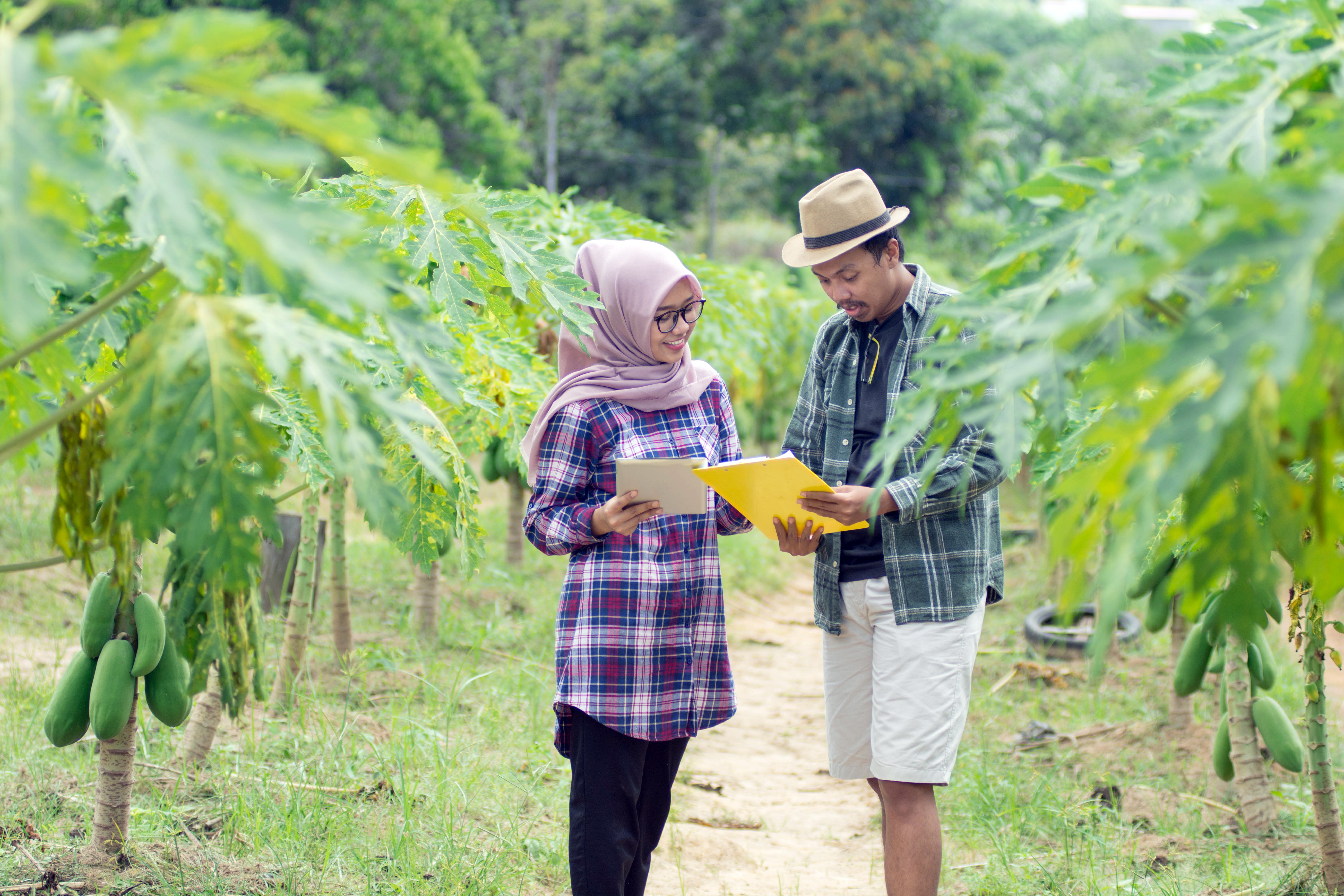 Asian Map and woman looking at papers among growing crop 