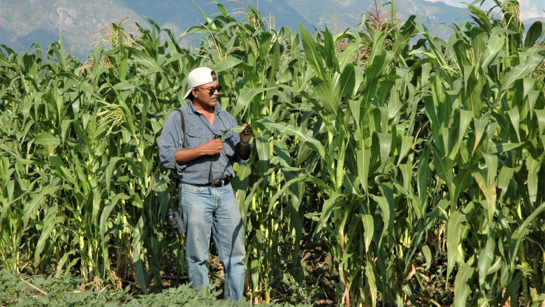 Erick Fernandes examines results for developing improved and more resilient corn in the Zambezi basin in Africa