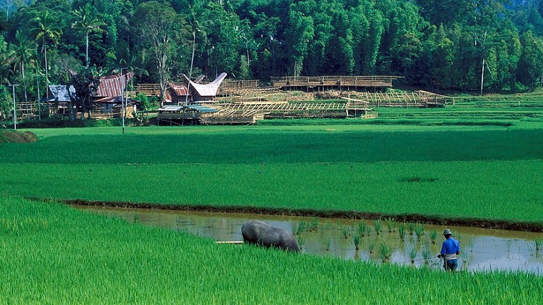 Landscape of fields and homes. Indonesia