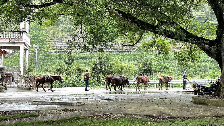 Supporting Poverty Reduction in Guangxi: from Cattle Farming to Big Data