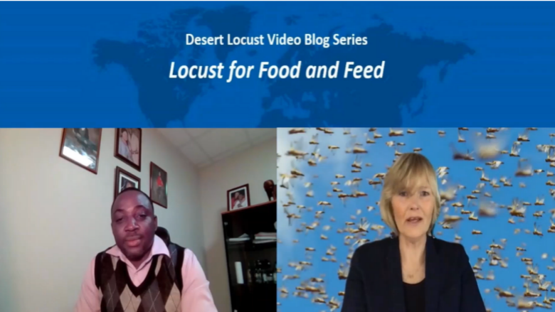 Video Blog: Locust for Food and Feed Part II