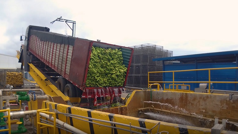 Green banana truck, Paradise Ingredients banana puree processor, Costa Rica.