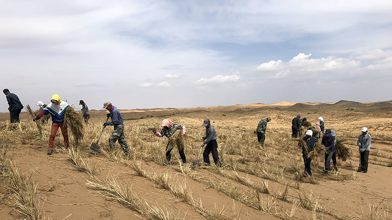 Farmers make straw checkerboards to stabilize sand.