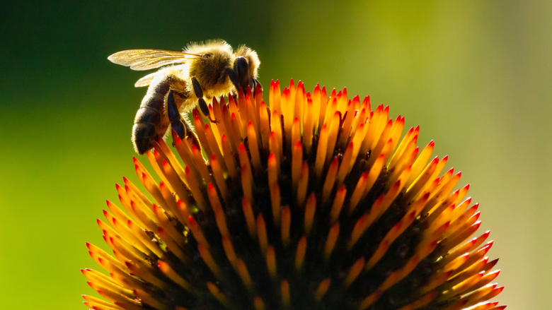 Bee on the flower