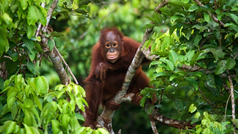 Climate Stories: Reducing Deforestation in Indonesia