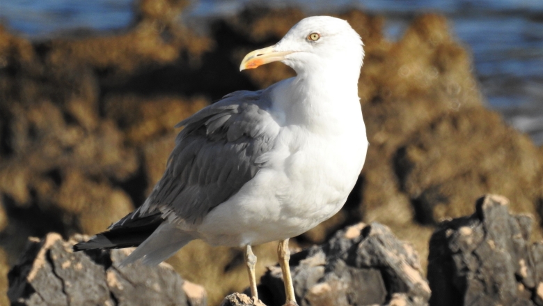 Seagull on the seashore in Croatia 