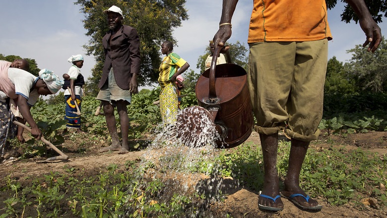 Members of the Cooperative Agriculture Maraicher for Boulbi, nurture their fields of vegetables, as they water and hoe the fields on November 8, 2013 in Kieryaghin village, Burkina Faso.