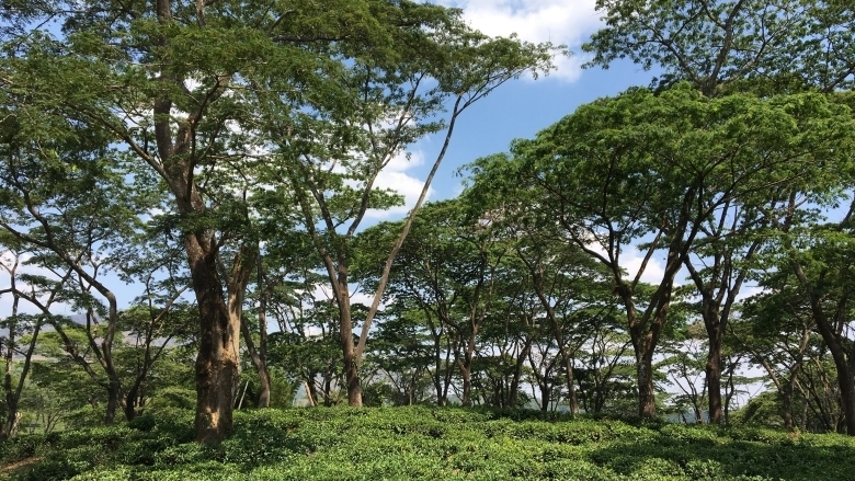 Forest and blue skies in Mozambique