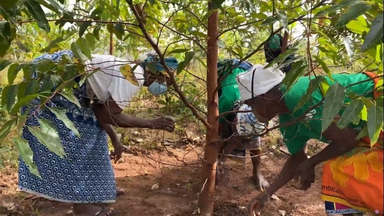 Women planting trees in Mozambique.