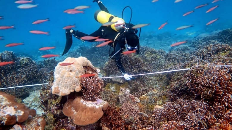 Indonesia Coral Reef