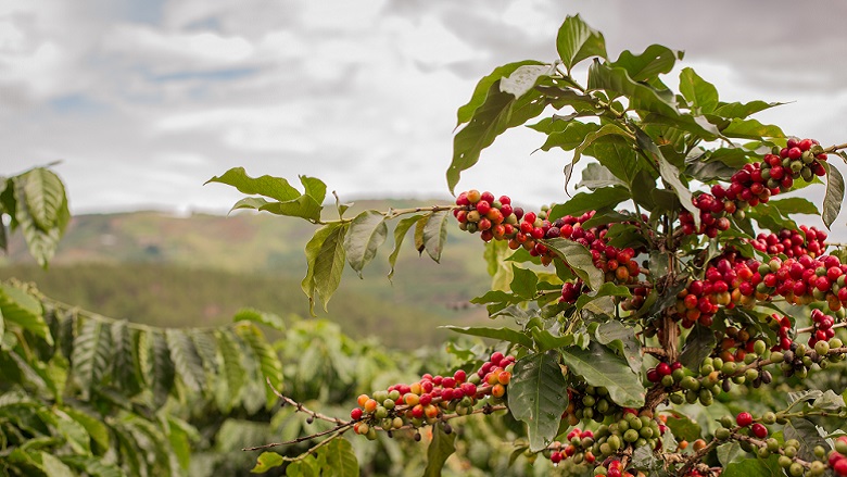ripe coffee beans growing in plant
