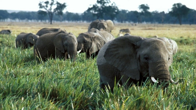 Elephants-Kenya.jpg