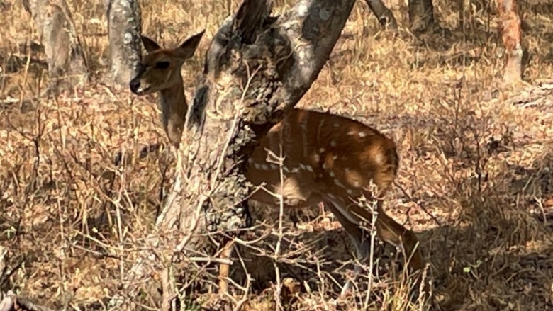 Animals in Zambia protected areas