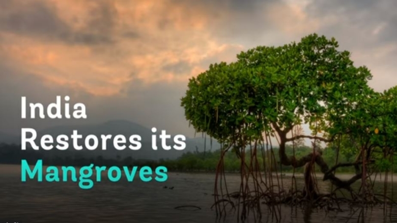 India Restores its Mangroves thumbnail image for the video