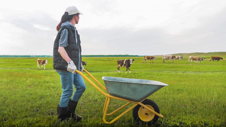 farmer and cows