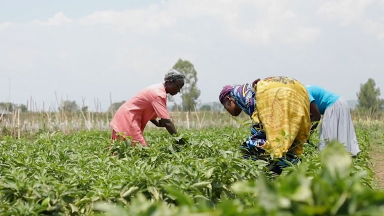 Kenya Irrigation Project