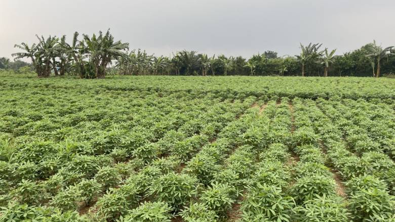 World Bank's Food for 10 Billion Podcast: Fertilizer Volatility and the Food Crisis