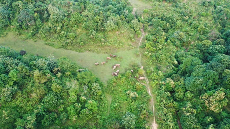 Bangladesh elephant forest