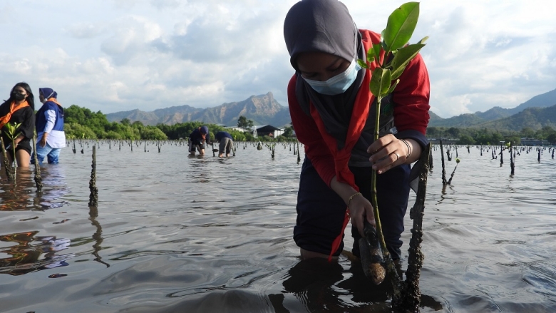 Mangrove planting Indonesia