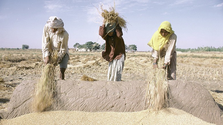 Farmers harvesting grain.