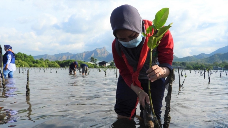 Mangrove Indonesia