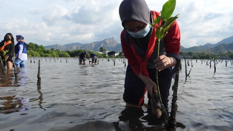 Mangrove planting Indonesia