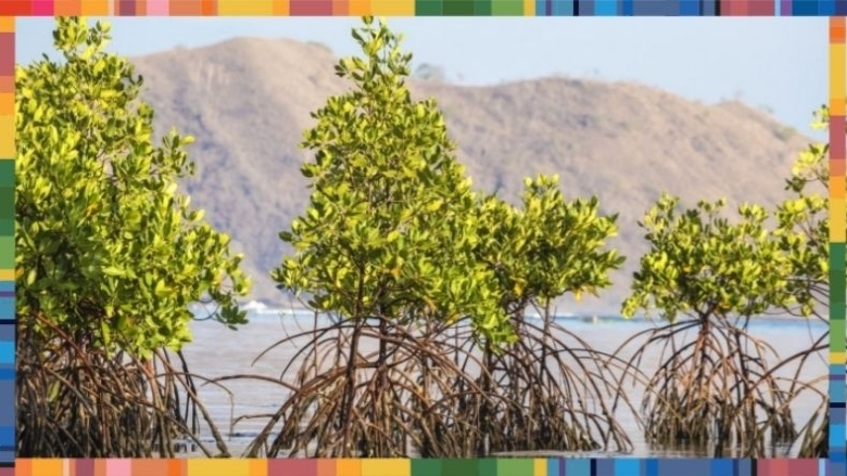 Mangroves in Indonesia