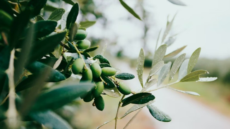 Olive tree