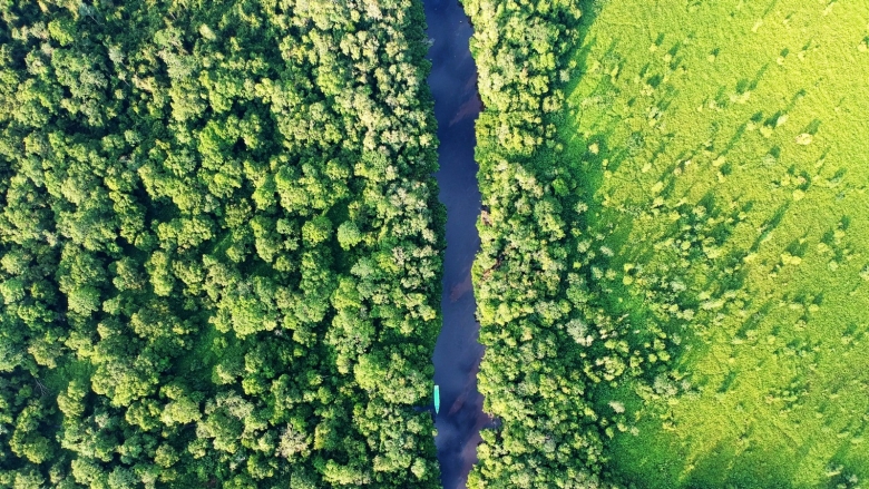 East Kalimantan Forest, Indonesia