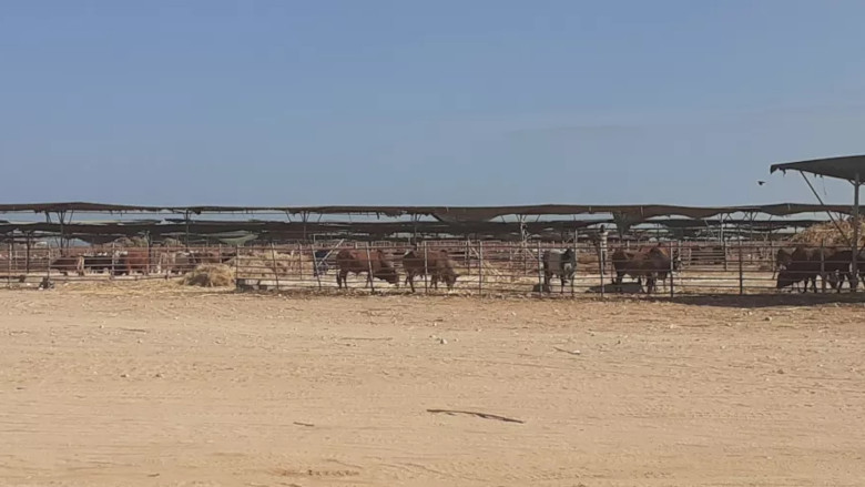 Livestock in Somalia. Photo by: Somalia Ministry of Livestock, Forestry, and Range