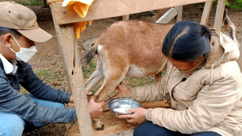 Lao farmers learn to milk goats as part of efforts to improve nutrition 