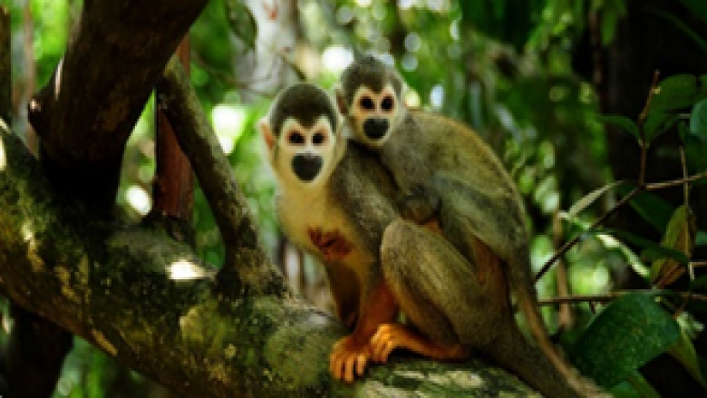 Two squirrel monkeys in the Amazon Rainforest