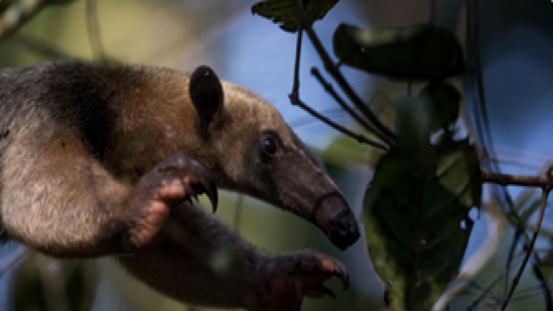 Ant eater in the Amazon Rainforest
