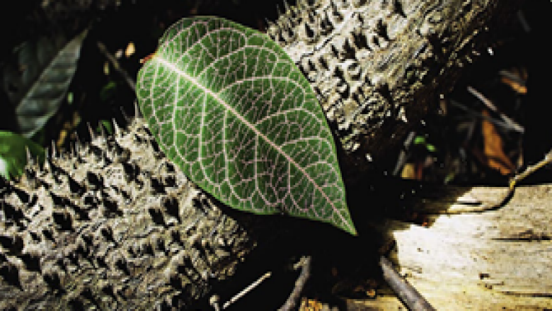 leaf on a tree