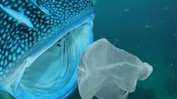Marine Plastic Pollution