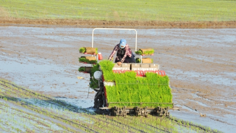 Vietnam: New farming methods help save costs, boost incomes and reduce GHG emissions