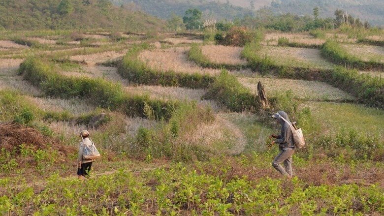 Two young men walk home across the fields in Oudomxay, northern Laos.