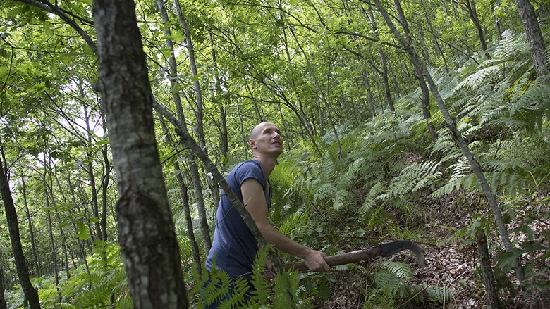 A man holding a pruning hook gazes up at the canopy of a forest in Albania