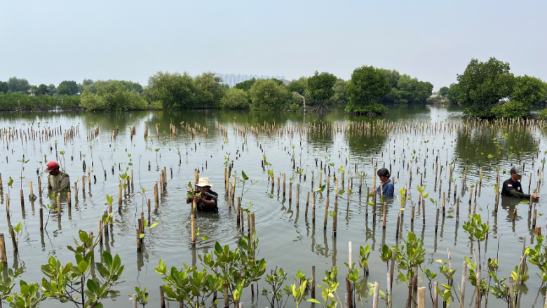 mangroves in Indonesia