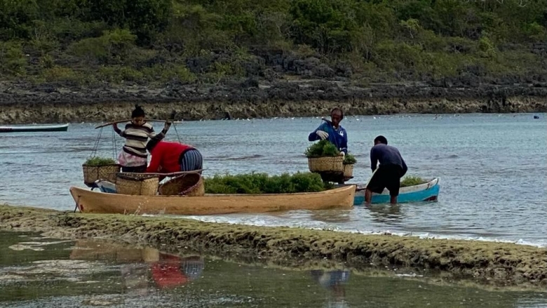 Seaweed Indonesia
