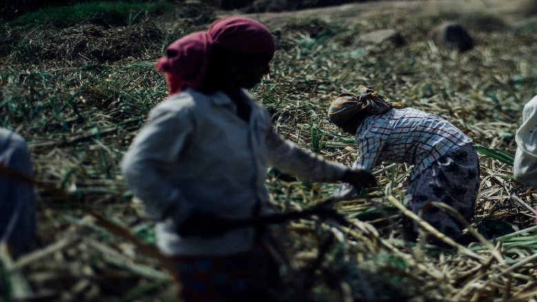 Workers in the sugar cane field